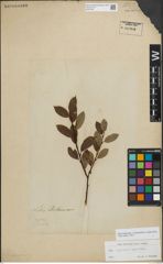 Foto von Salix myrsinifolia Salisb. x Salix phylicifolia L.